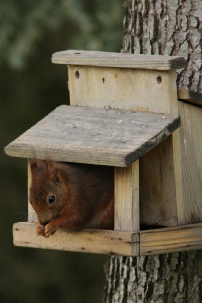 Accueillir les écureuils dans son jardin