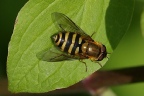 myathropa florea