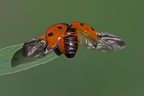 coccinelle