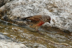 les oiseaux et l'eau (été 2015)