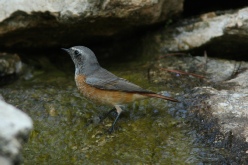 les oiseaux et l'eau (09-2012)
