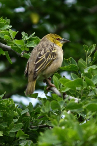 Grand nid de Tisserin sur socle