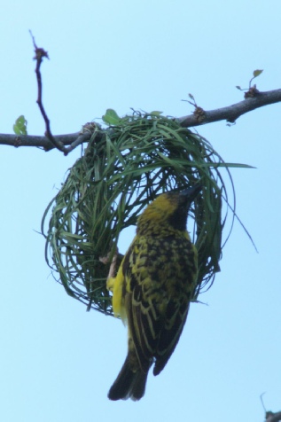 Oiseau Doré Beau Oiseau Tisserin D'or Asiatique Sur La