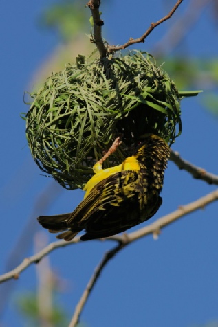 Grand nid de Tisserin sur socle