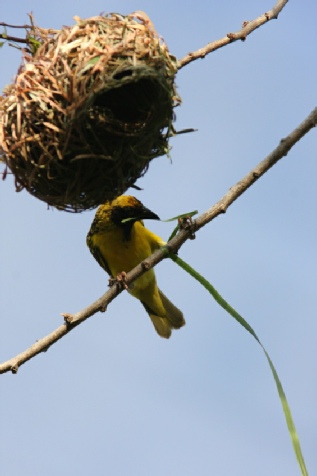 Grand nid de Tisserin sur socle